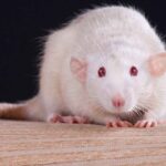 Can Rats with Red Eyes See