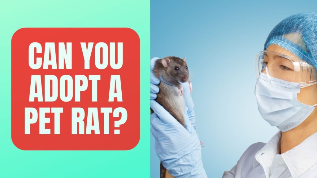 Can You Adopt A Pet Rat