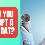 Can You Adopt A Pet Rat