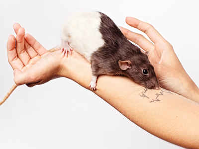 Can You Adopt A Pet Rat