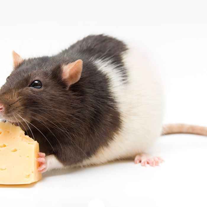 Best & Cheap Pet Rat Supplies List In 2023 Basic Rodents