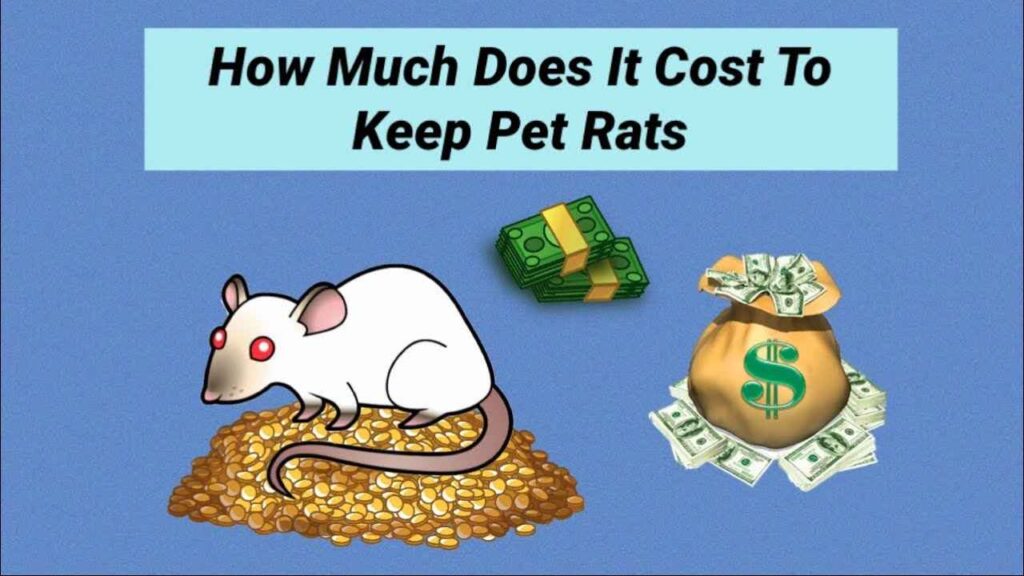 The Costs of Owning a Rat – LEARN MORE – Basic Rodents