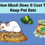 Costs of Owning a Rat