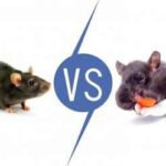 Differences Between Pet Rat and Pet Hamster