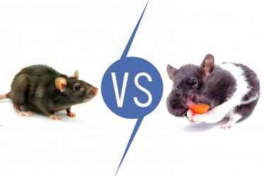 Differences Between Pet Rat and Pet Hamster