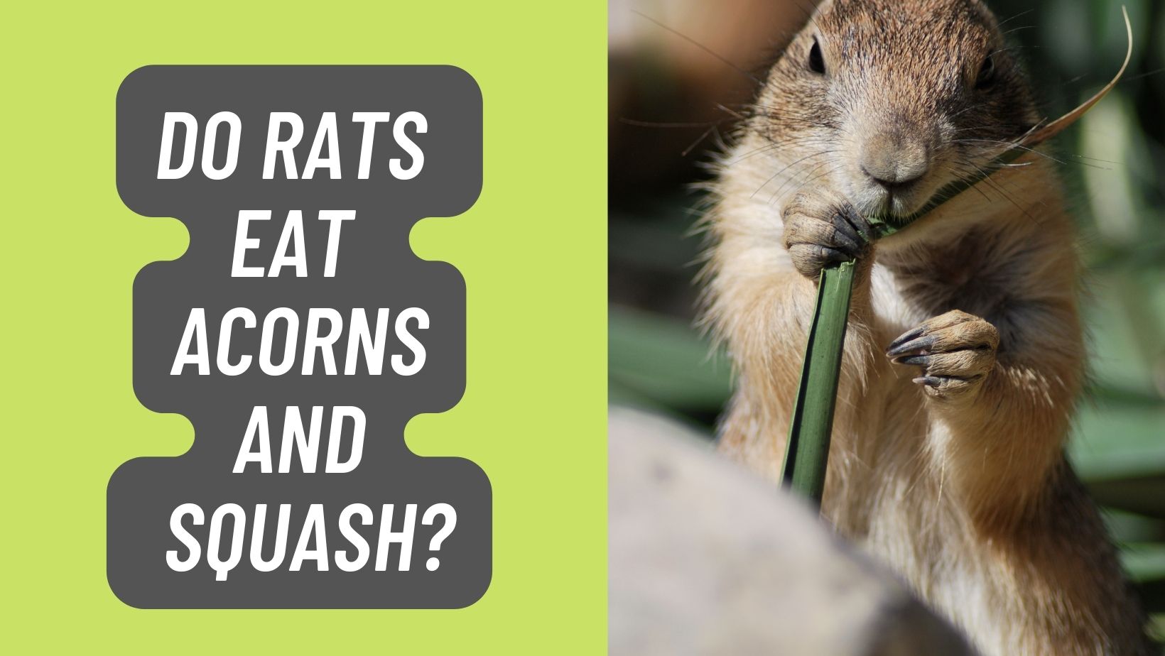 Do Rats Eat Acorns and Squash