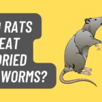 Do Rats Eat Dried Mealworms?