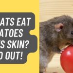 Do Rats Eat Tomatoes?