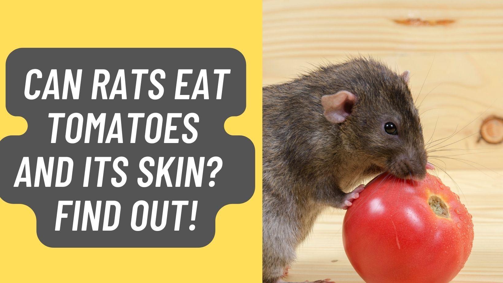 Do Rats Eat Tomatoes? The Surprising Answer