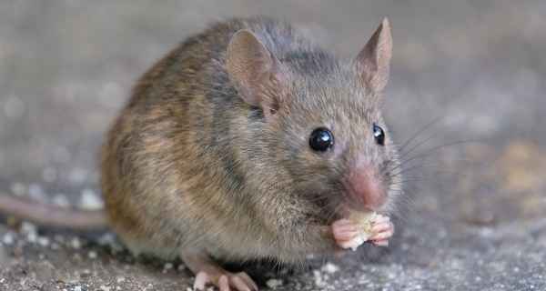 Do Rats eat Acorns
