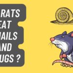 Do Rats eat Snails and Slugs