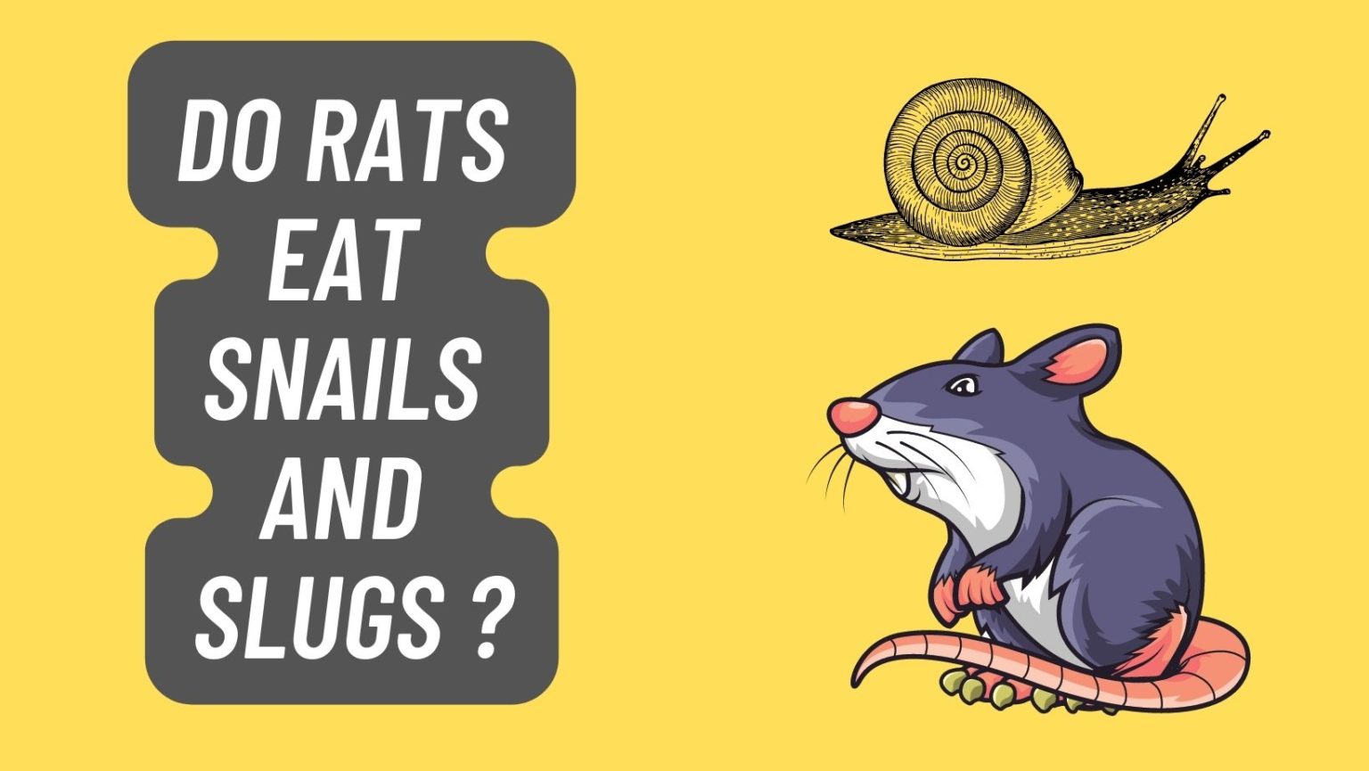 Do Rats Eat Snails and Slugs in UK & Australia? Learn More Basic Rodents