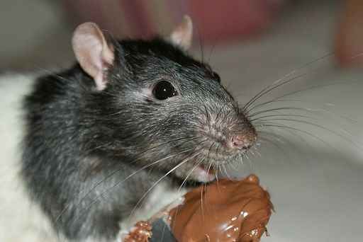 Do wild rats eat chocolate