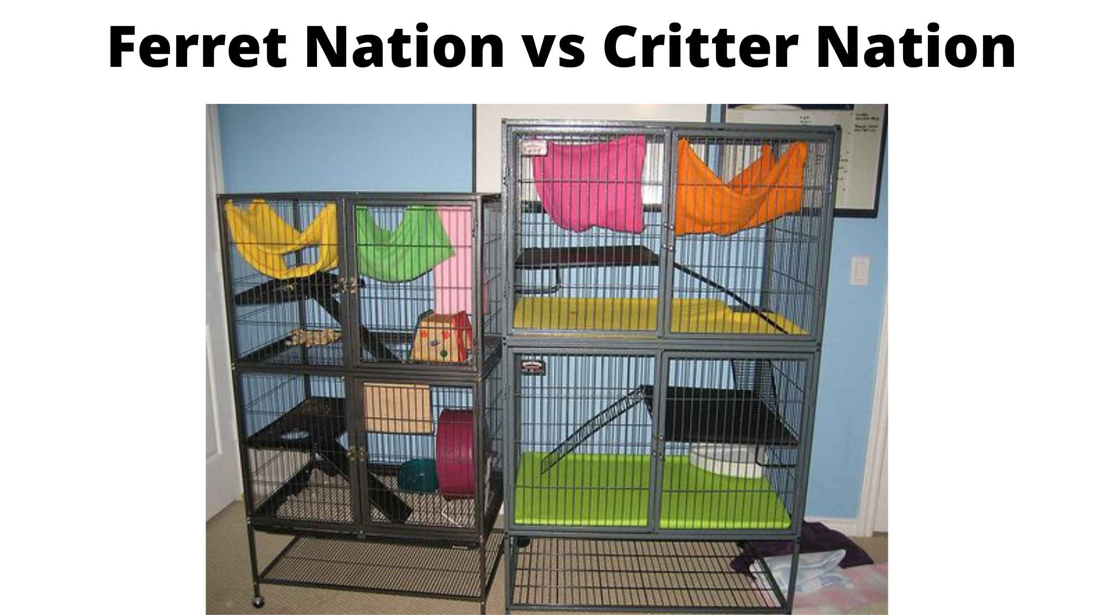 Ferret Nation vs Critter Nation for Rats, chinchilla etc