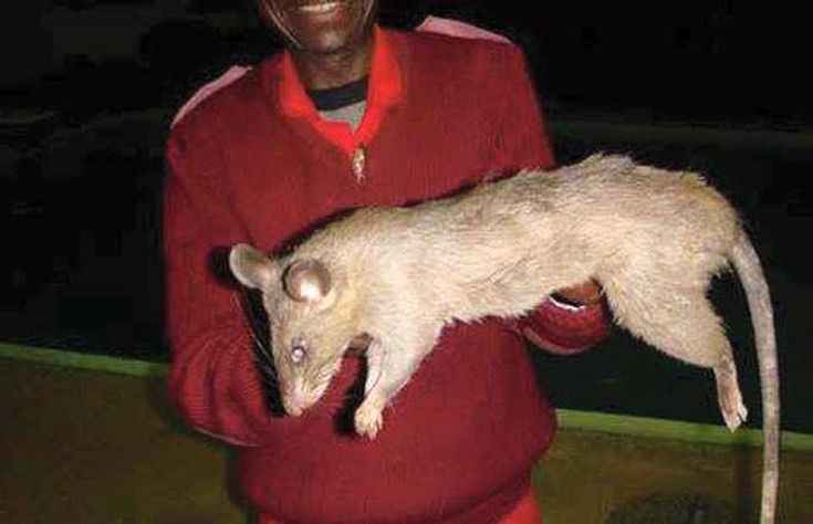 How Big Do Rats Get? in Texas, UK, Australia, NYC… LEARN MORE