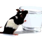 How Long Can Rats Survive without Water