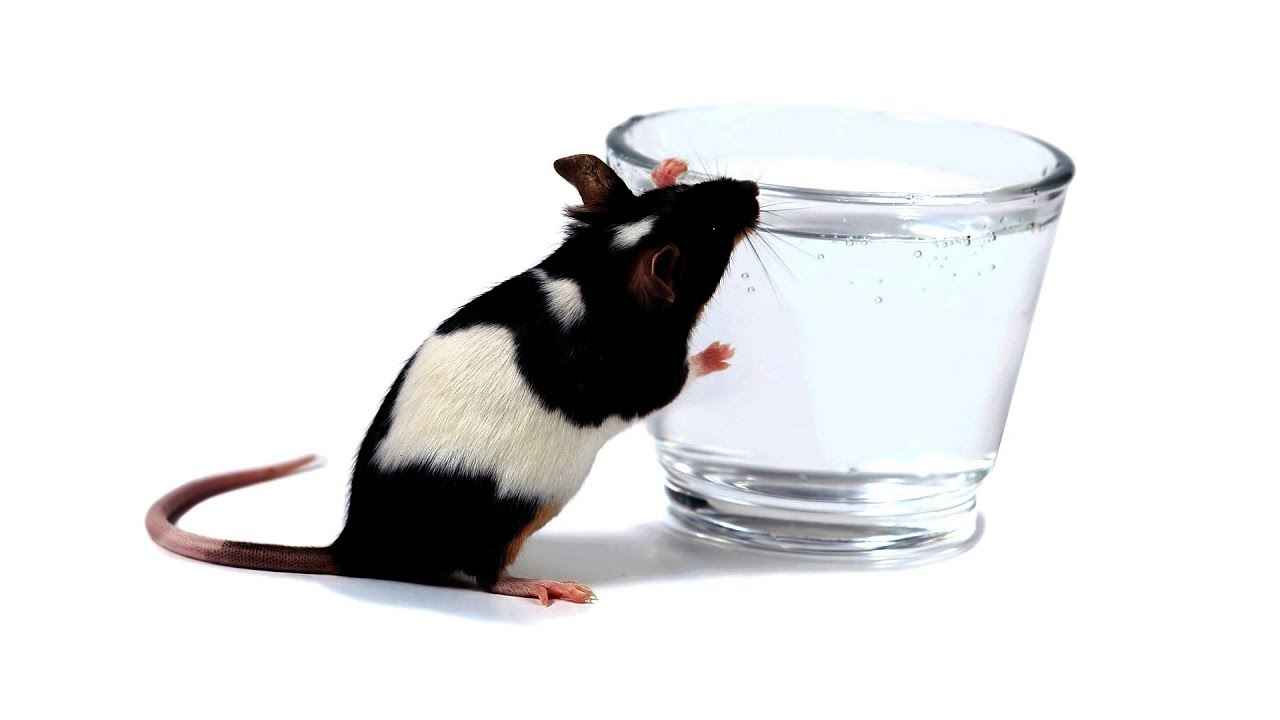 How Long Can Rats Survive without Water? 1 month or More?