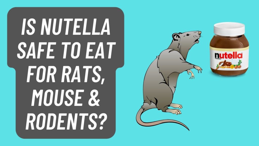 Can Rats eat Nutella