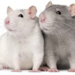 Male or Female Rats as Pets