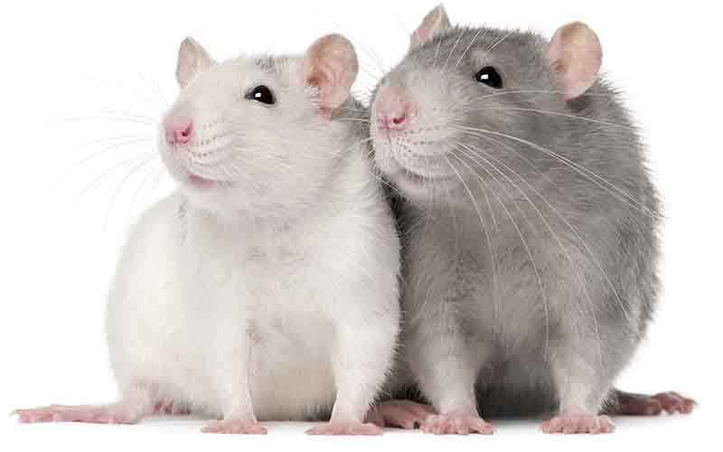 Male or Female Rats as Pets