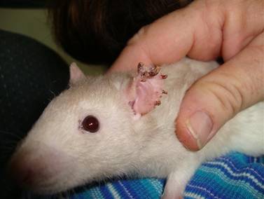 Mites on Rats Home Remedy