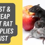 Best & Cheap Pet Rat Supplies List