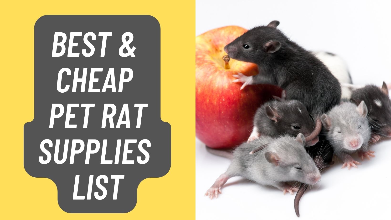 Best & Cheap Pet Rat Supplies List In 2023