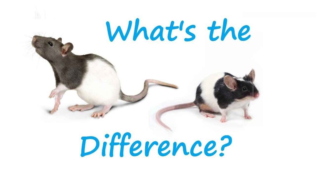 Pet Rat vs Pet Mice