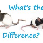 Pet Rat vs Pet Mice