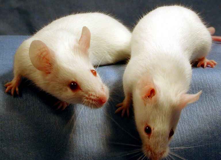 Rat Aggression Toward Other Rats