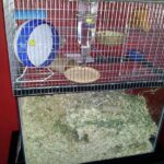 Rat Aquarium vs Cages