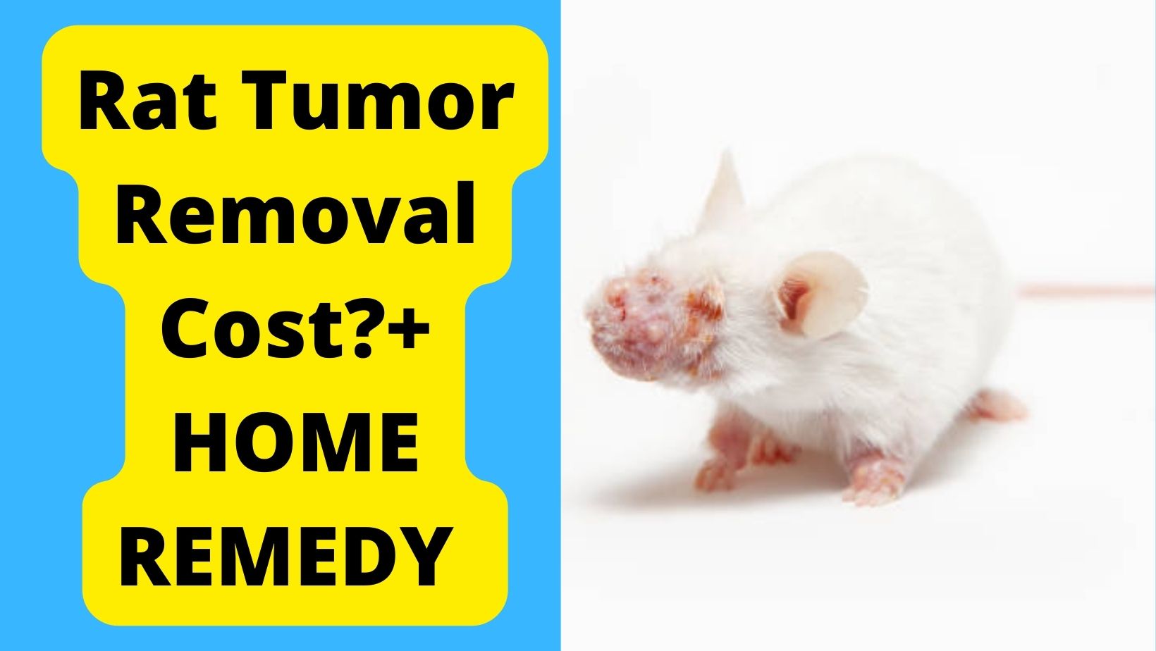 Rat Tumor Removal Cost?+ 3 HOME REMEDY FIX!