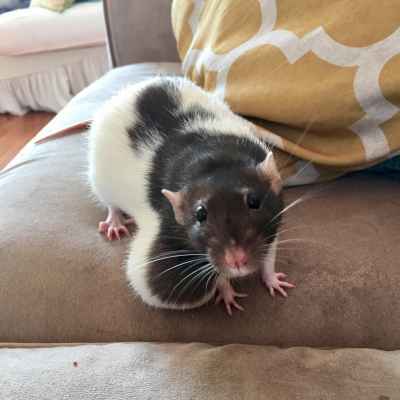 Rat Tumor Removal Cost