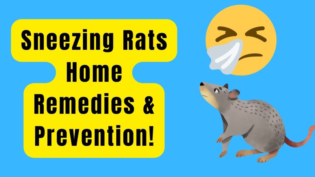 Sneezing Rats Home Remedies - Cure & Prevention!