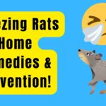 Sneezing Rats Home Remedies - Cure & Prevention!