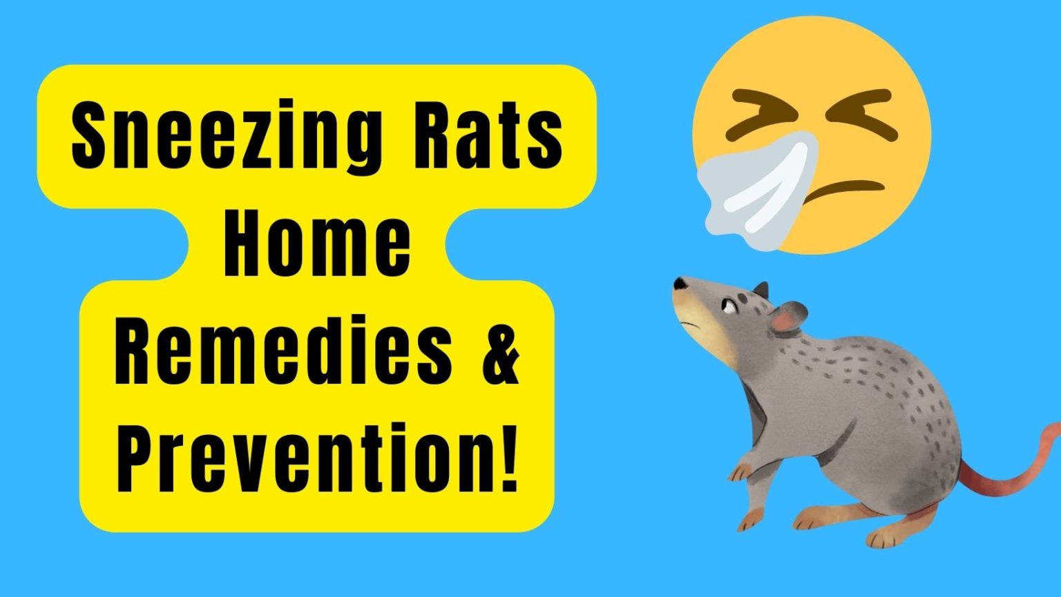 Sneezing Rats Home Remedies – Cure & Prevention! – Basic Rodents