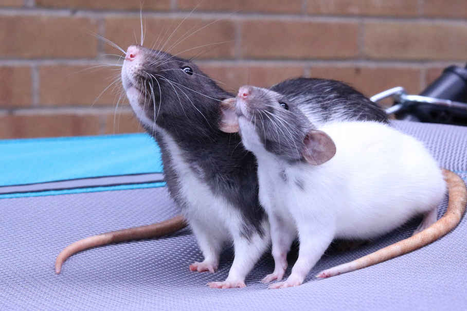 Sneezing Rats Home Remedies