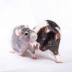 Wild Rats vs Pet Rats