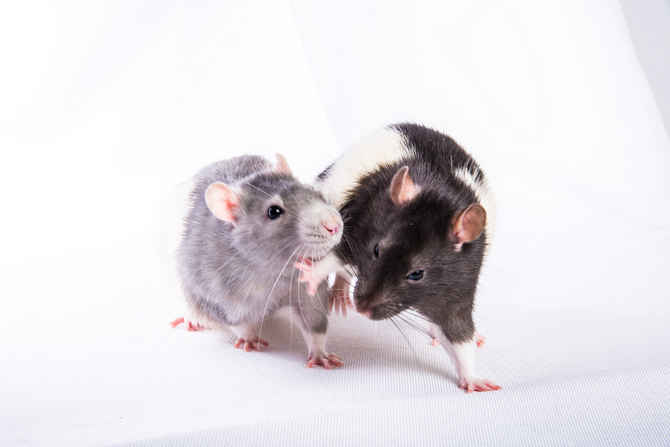 Wild Rats vs Pet Rats – DIFFERENCES & SIMILARITIES