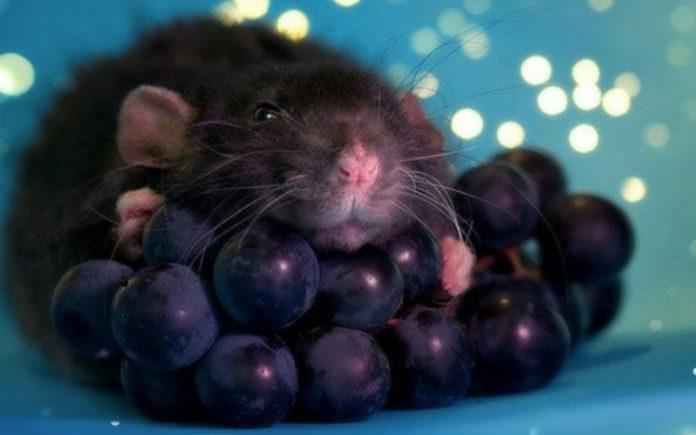 Can Rats eat Grapes