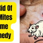 rats mites home remedy