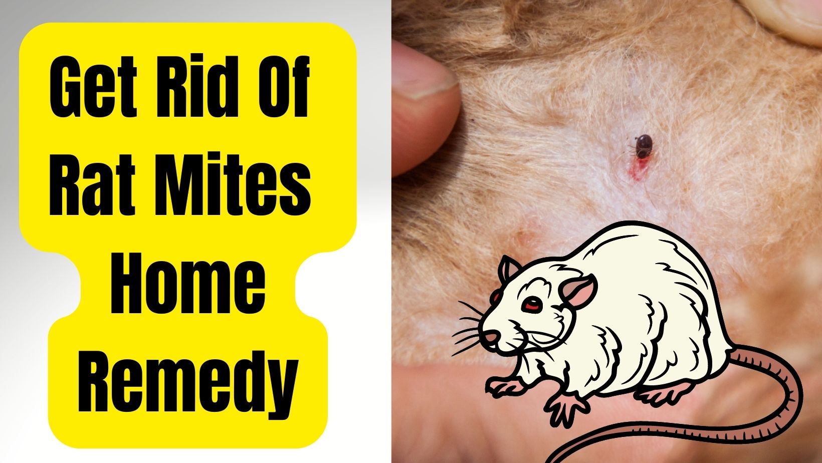 Mites on Rats Home Remedy – Safe & Works Wonders!