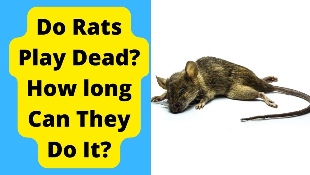 why do rats play dead
