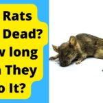why do rats play dead