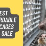 Best Affordable Rat Cages for Sale