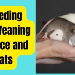 Breeding and Weaning of Mice and Rats