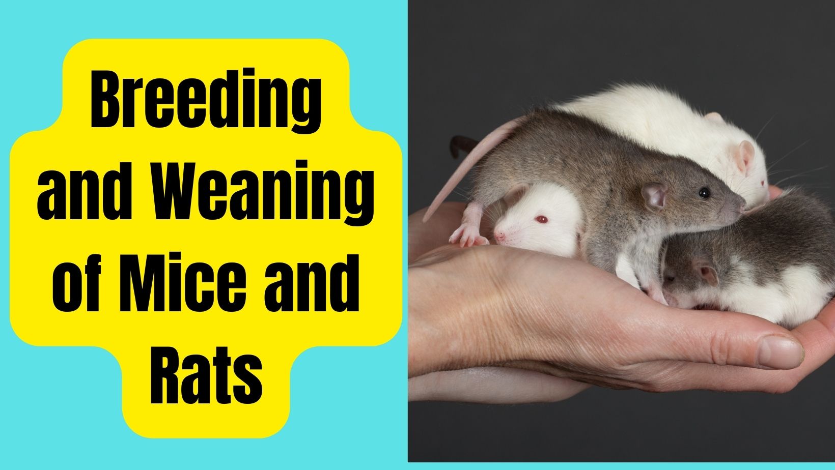 Breeding and Weaning of Mice and Rats
