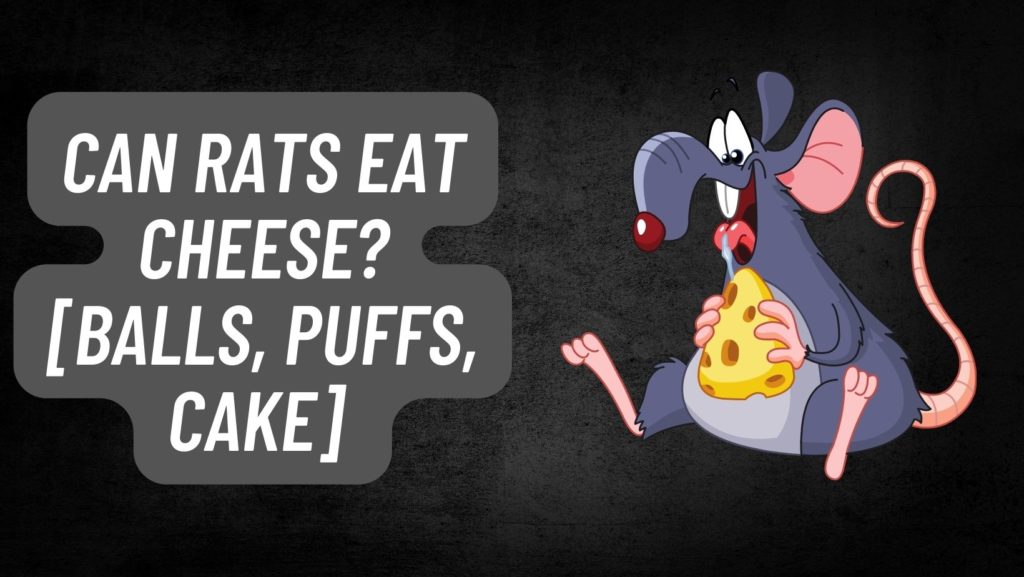 Can Rats Eat Cheese? [Balls, Puffs, Cake]
