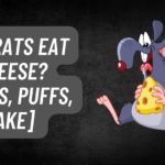 Can Rats Eat Cheese? [Balls, Puffs, Cake]