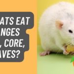 Can Rats Eat Oranges on Trees, Peels, Seeds